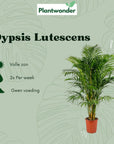 Dypsis Lutescens