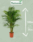 Dypsis Lutescens