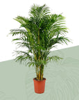 Dypsis Lutescens