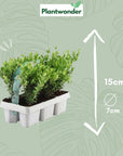 ILEX Crenata 6-pack