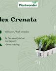 ILEX Crenata 6-pack