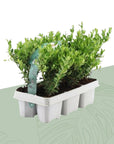 ILEX Crenata 6-pack