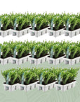 84x ILEX Crenata planten