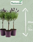 Lavandula Boompjes 3st