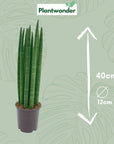 Sansevieria Cylindrica