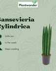 Sansevieria Cylindrica
