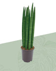 Sansevieria Cylindrica