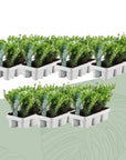 42x ILEX Crenata planten